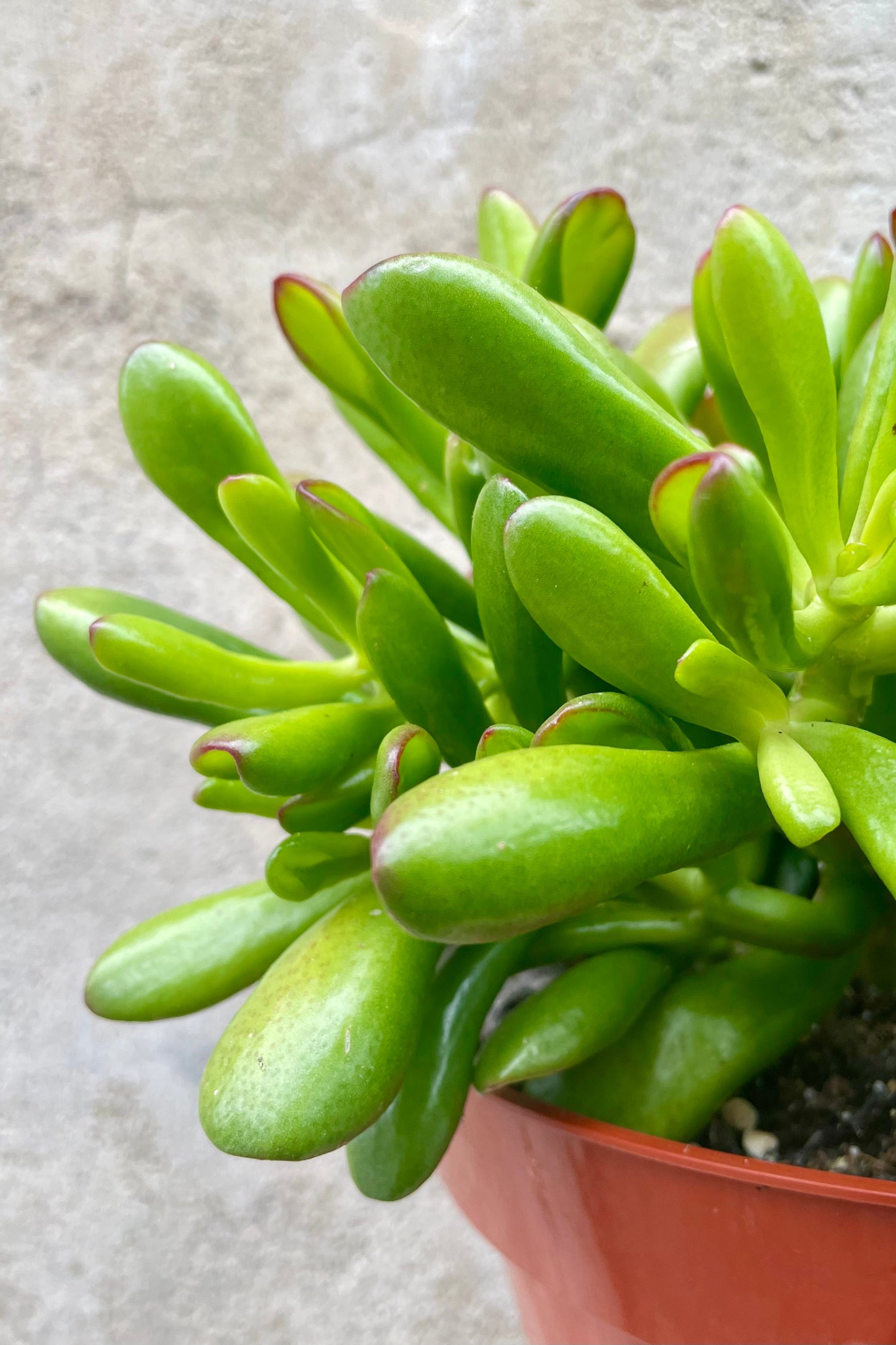 Crassula ovata 'Hobbit' 10" detail of green succulent leaves with red tips against a grey wall ©Sprout Home