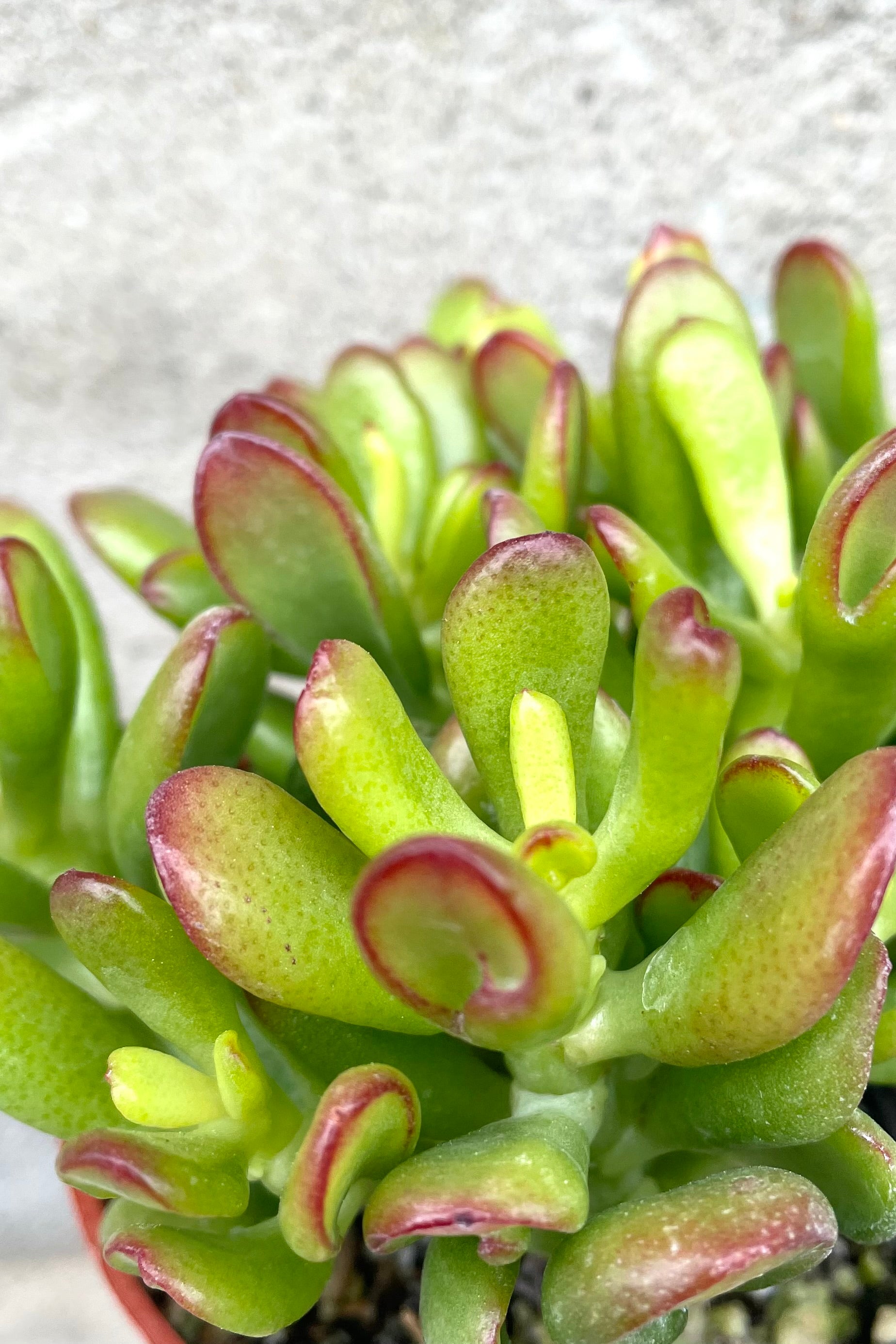 A detailed view of Crassula ovata 'Hobbit' 4" against concrete backdrop