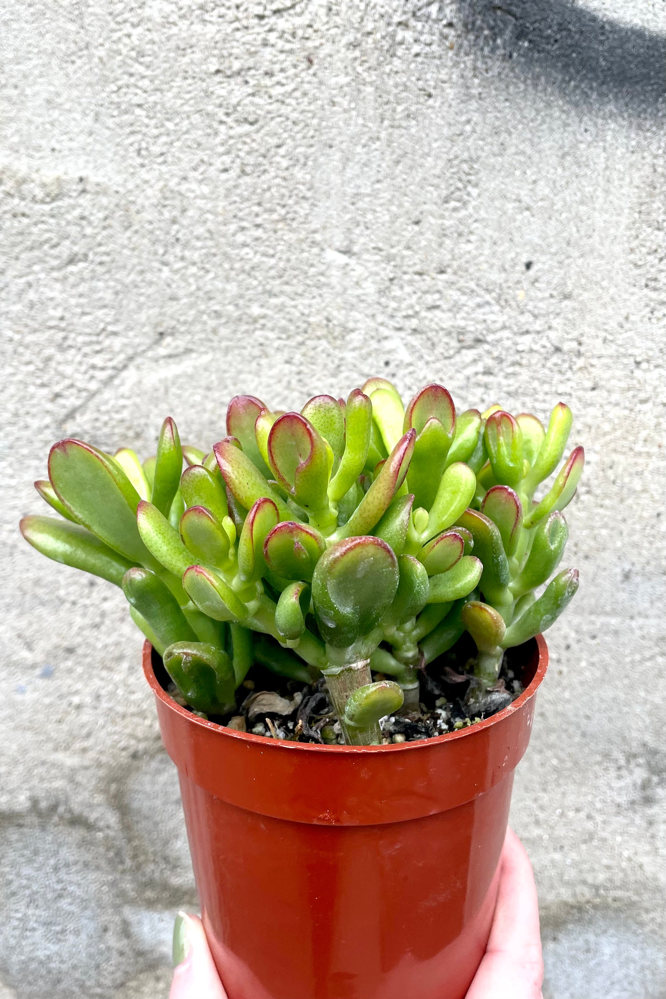 A hand holds Crassula ovata 'Hobbit' 4" in grow pot against concrete backdrop