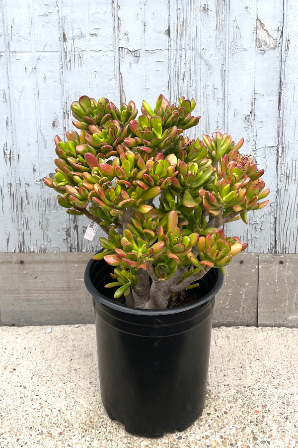 A full view of Crassula ovata 'Hobbit' #5 in grow pot against wooden background