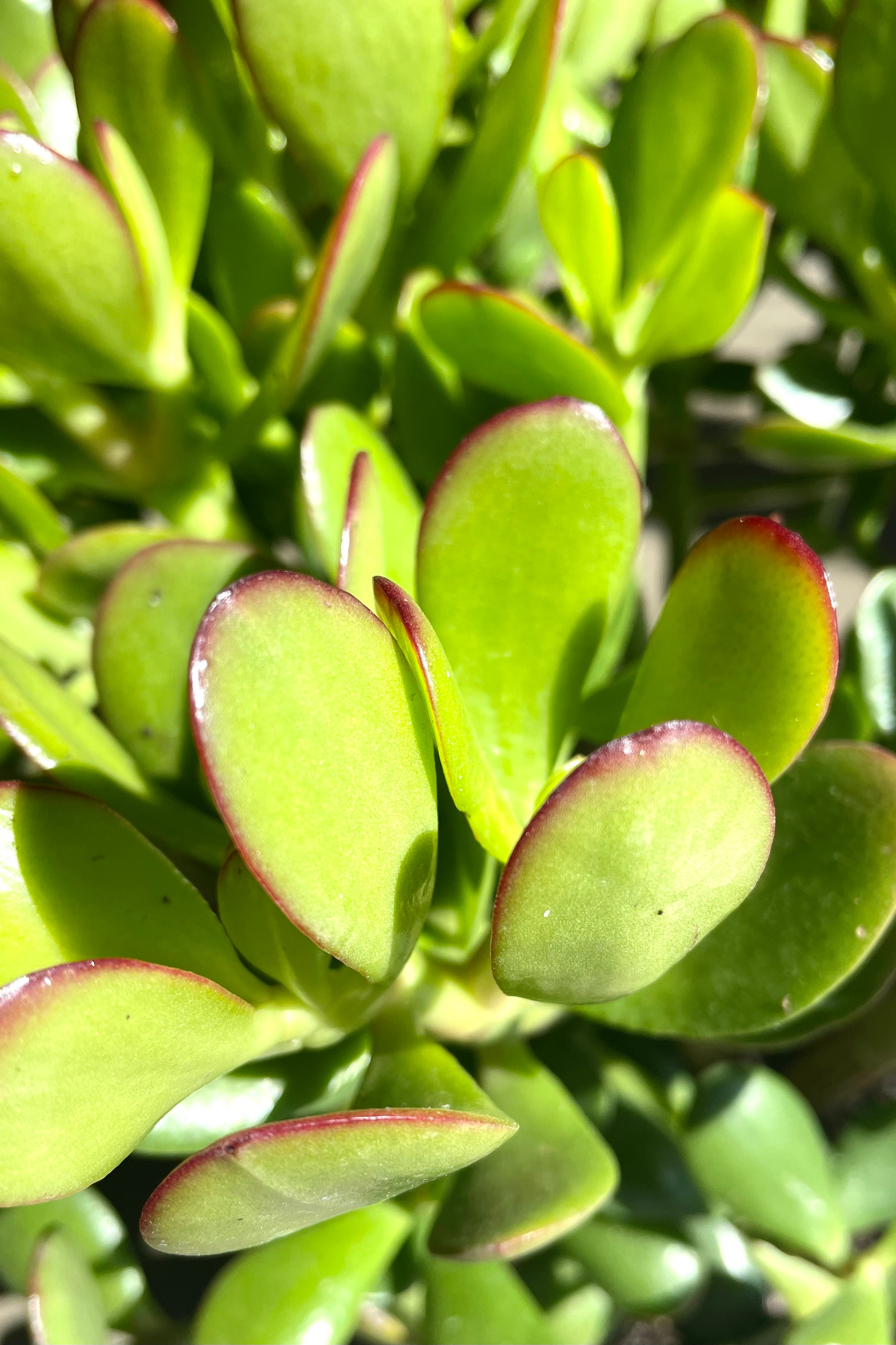 Detailed view of crassula ovata 'Hobbit' 8" 