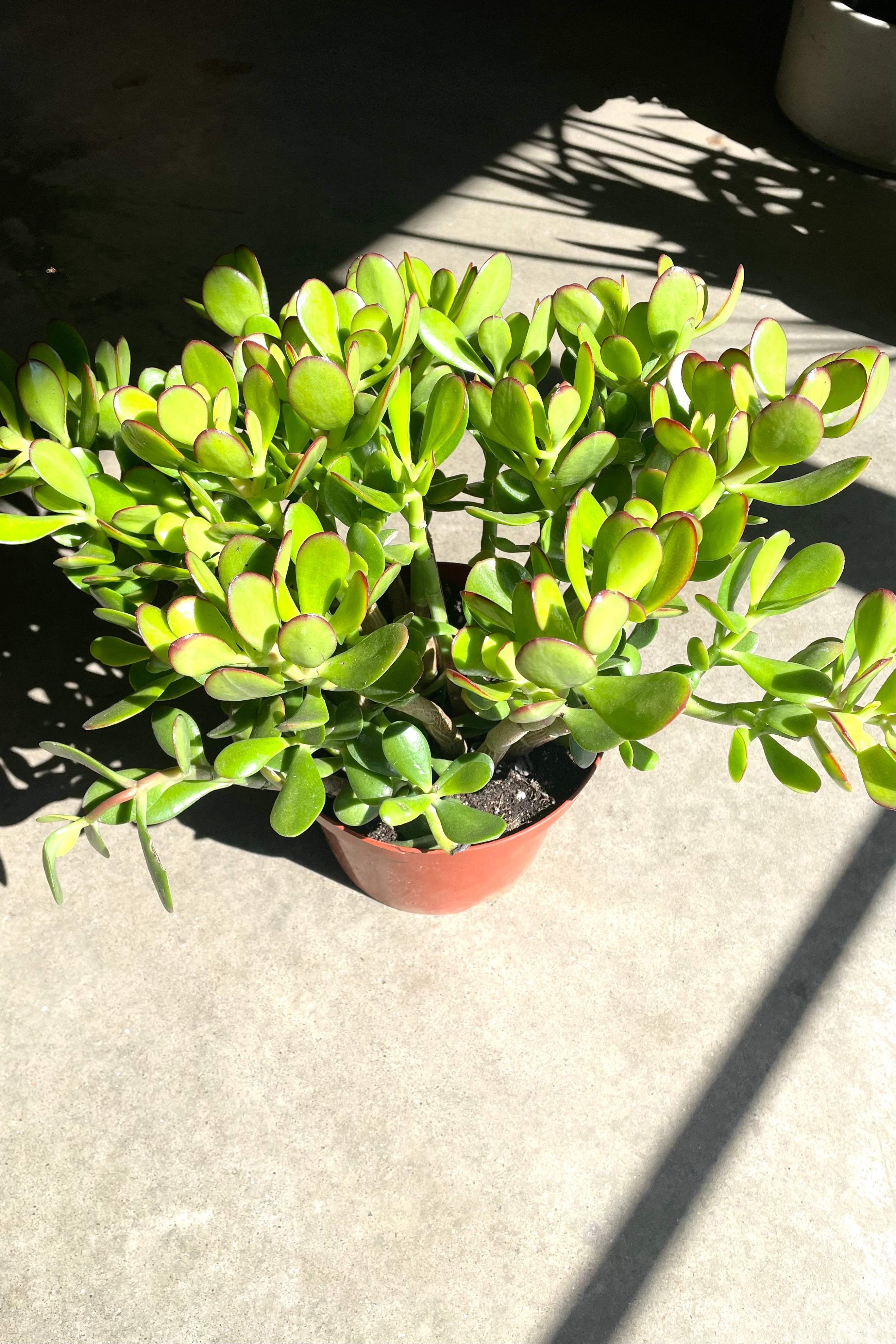 Full view of Crassula ovata 'Hobbit' 8" basking in the sunlight against concrete backdrop