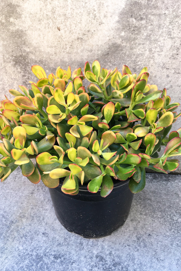 Crassula ovata 'Hummel's Sunset' in front of grey background