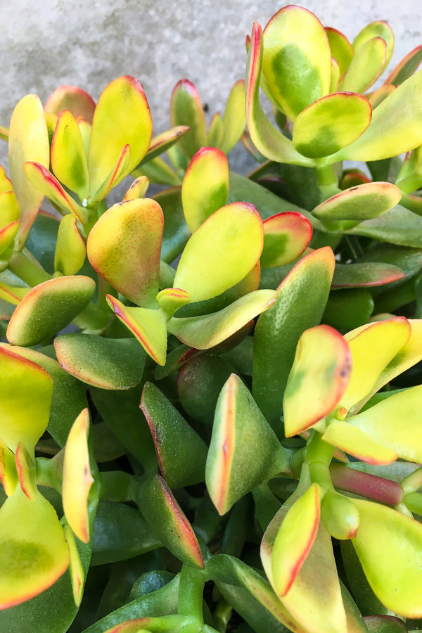 Close up of Crassula ovata 'Hummel's Sunset' 