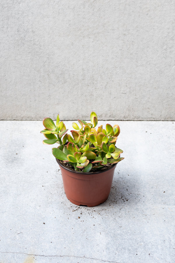 Crassula ovata 'Hummel's Sunsest' jade in a 6 inch growers pot. 