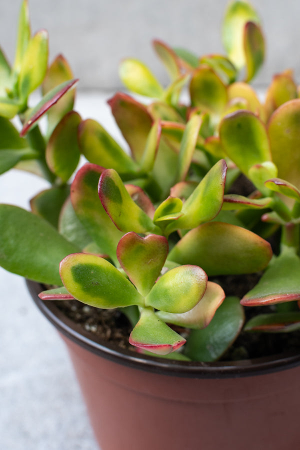 Detail picture of the colorful leaves of the Crassula ovata 'Hummel's Sunset'.