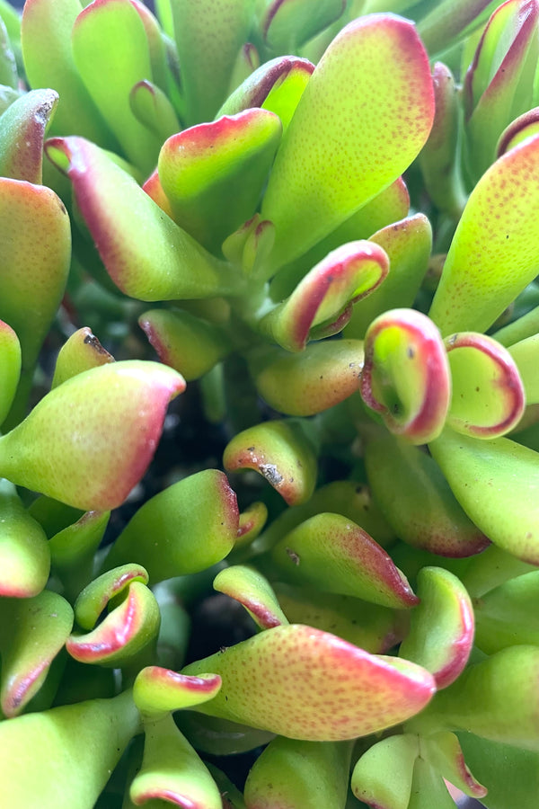 A detailed view of Crassula ovata 'Hummel's Sunset' 8" 