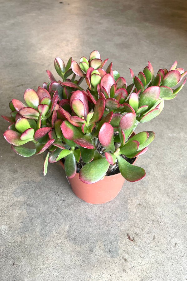 A full view of Crassula ovata 'Sunset' 6" in grow pot against concrete backdrop