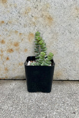 Crassula rupestris marnieriana 'Hottentot' 2.5" black growers pot with tiny succulent leaves growing upward against a grey wall