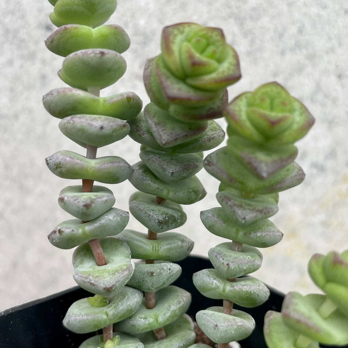 crassula hottentot succulent Crassula rupestris marnieriana 'Hottentot' 2.5