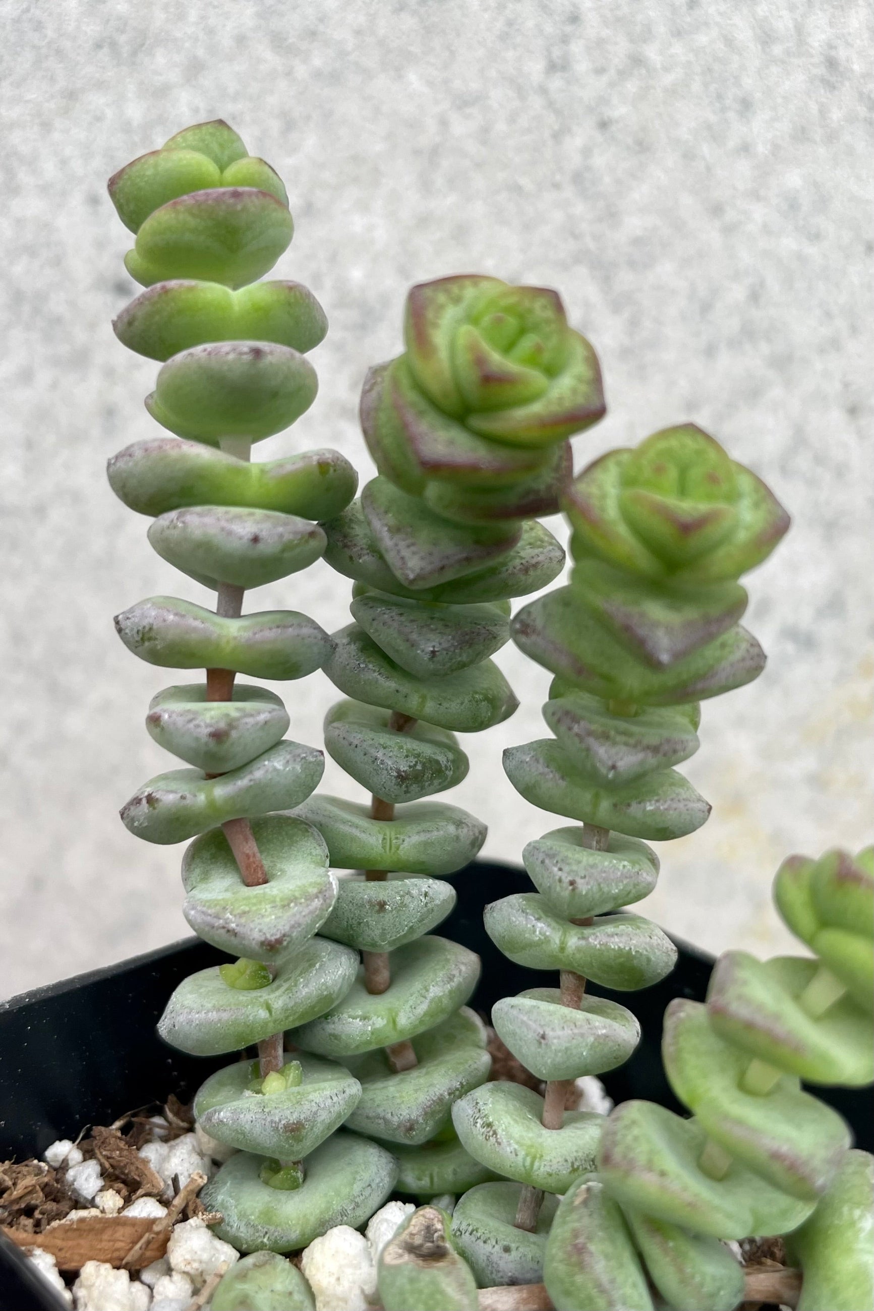 Crassula rupestris marnieriana 'Hottentot' 2.5" detail of tiny succulent leaves growing upward against a grey wall ©Sprout Home