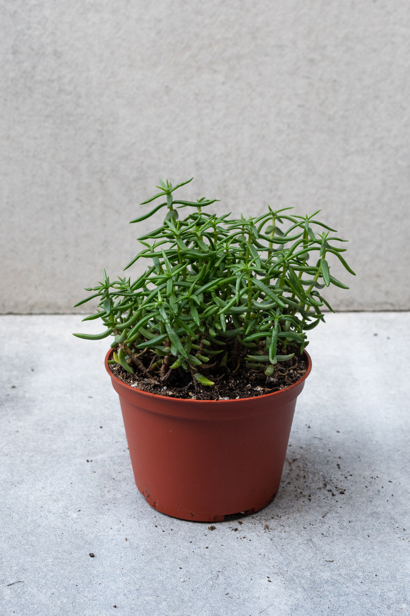Crassula tetragona plant in a 6" growers pot against a grey background. 