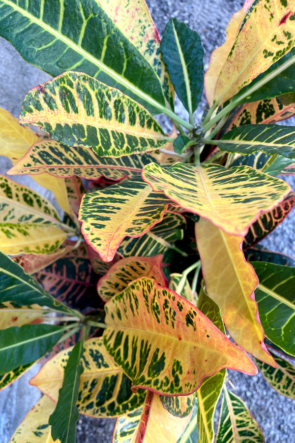 An overhead detailed shot of Codiaeum variegatum "Garden Croton" 10" against a concrete backdrop