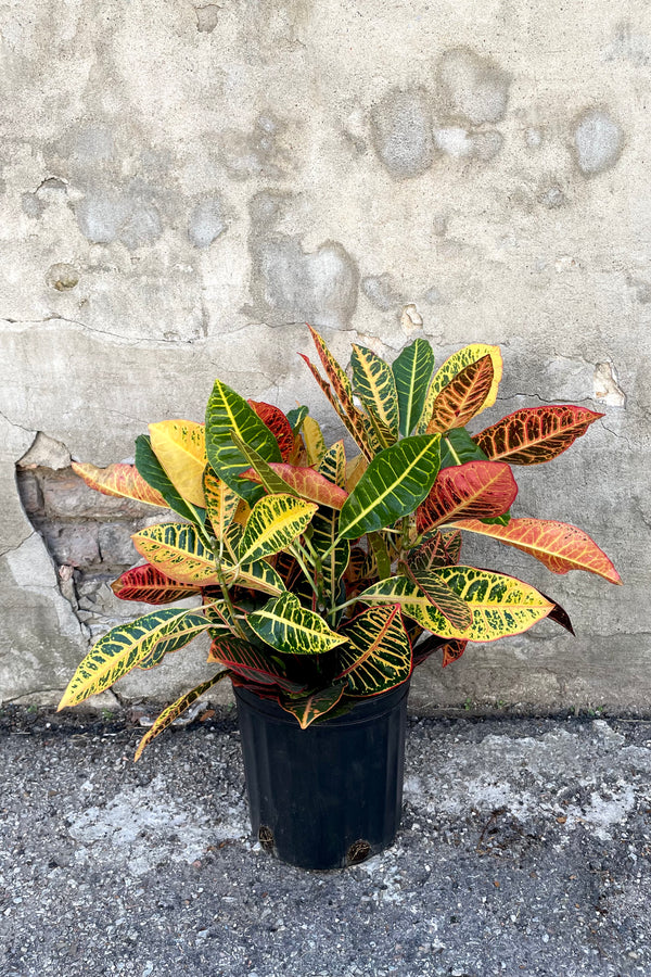 A view of the Codiaeum variegatum "Garden Croton" 10" in a grow pot against a concrete backdrop