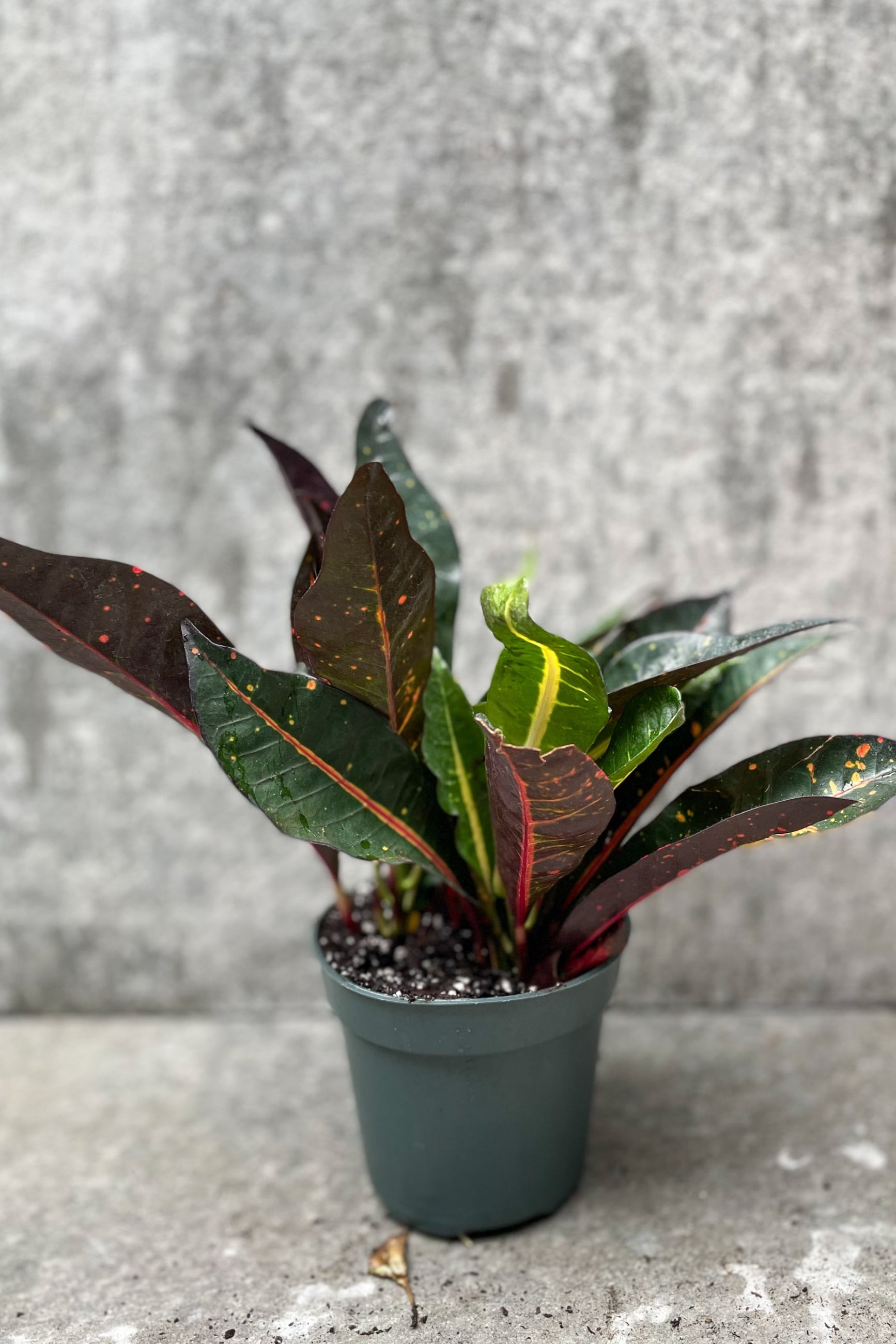 A garden Croton in a 4" growers pot shown from the side against a gray wall ©Sprout Home