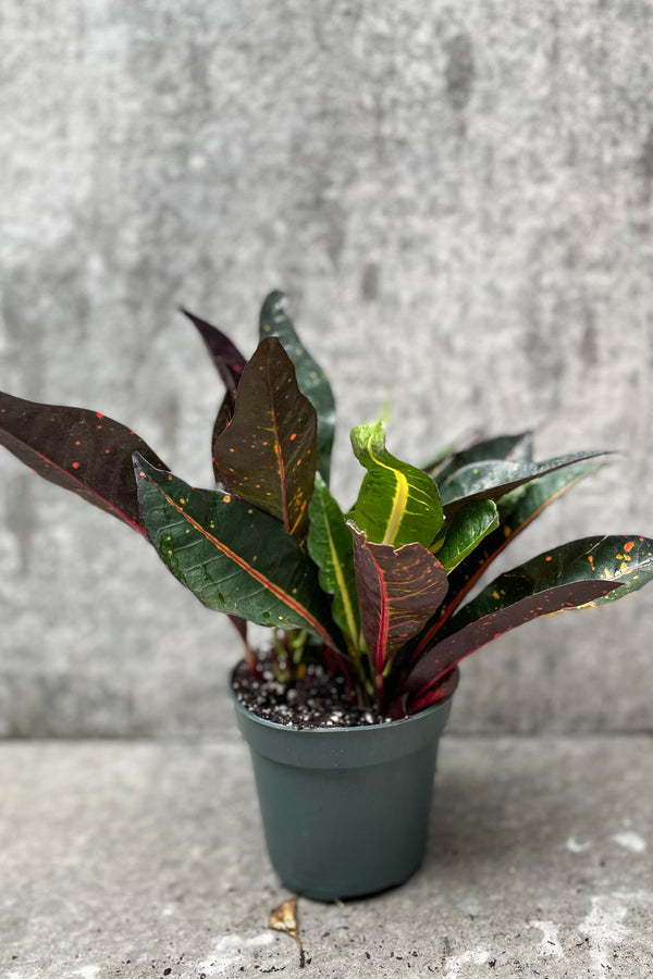 Codiaeum variegatum "Garden Croton" 4"