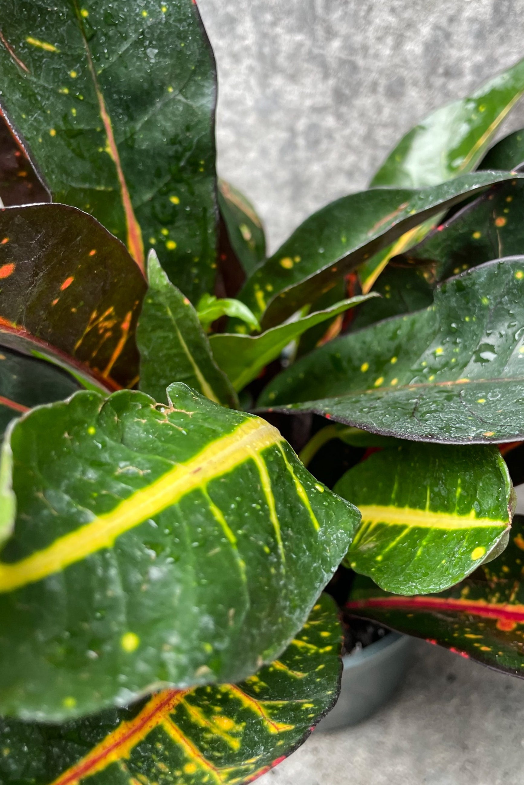 A garden Croton leaves up close ©Sprout Home
