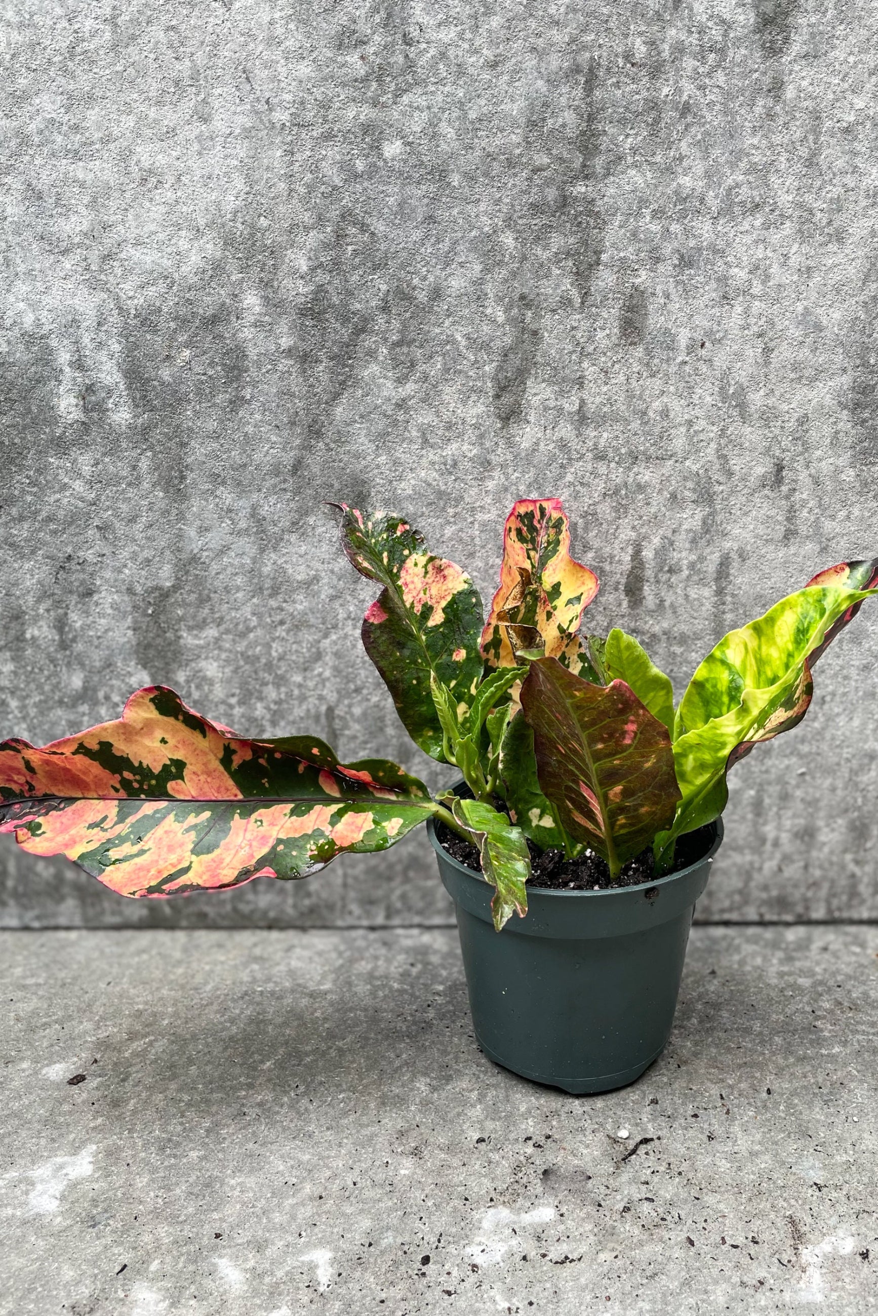 a garden Croton with colorful leaves of green, yellow and orange ©Sprout Home