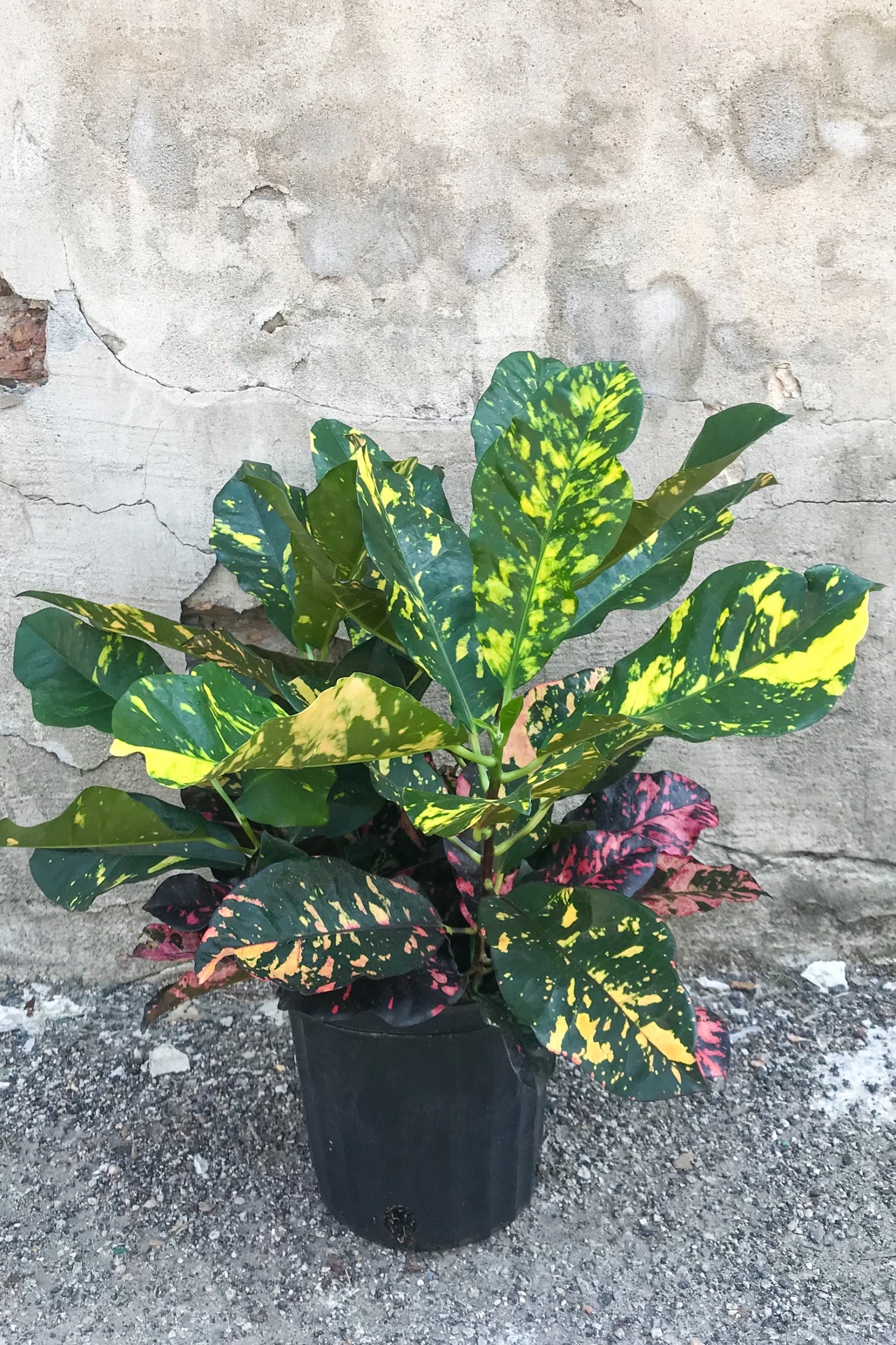 Garden Croton in a 8" grower pot against a gray wall ©Sprout Home