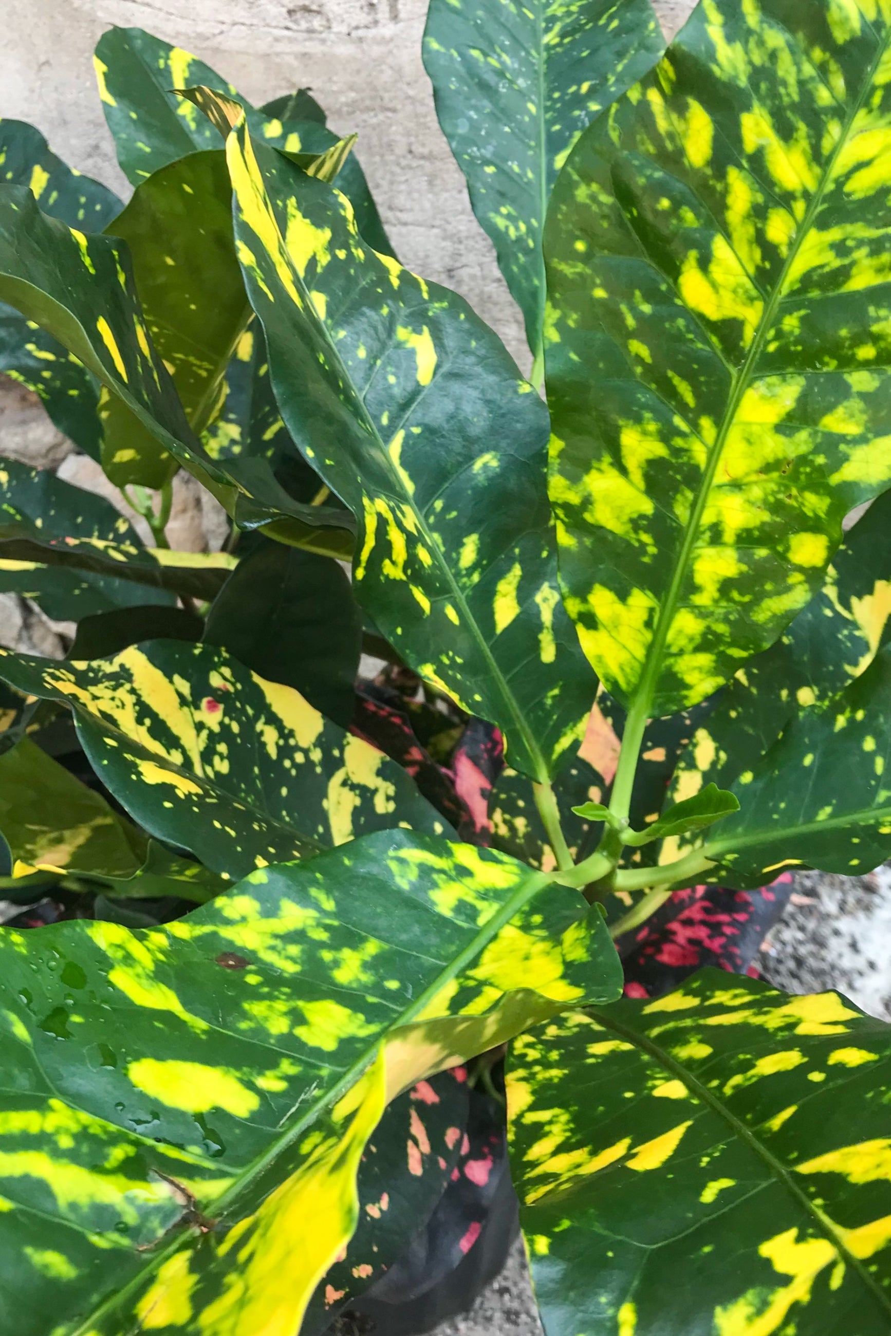 A potted Codiaeum variegatum 'Garden Croton' plant with thick leathery leaves displaying a variegated pattern of green, yellow, red, and orange. ©Sprout Home