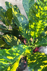 Codiaeum variegatum "Garden Croton" 8"
