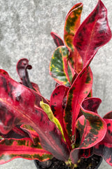 Close up of Codiaeum variegatum 'Mamey' "Croton" foliage