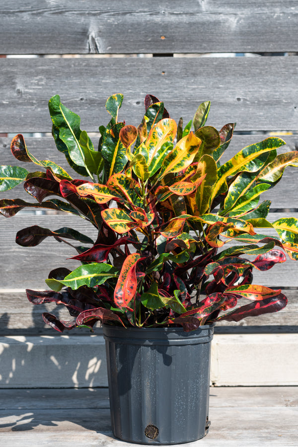 Codiaeum variegatum 'Mamey' "Croton" in grow pot in front of grey wood background