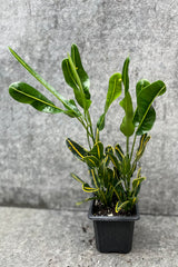 Codiaeum variegatum 'Sunny Star' in grow pot in front of grey background