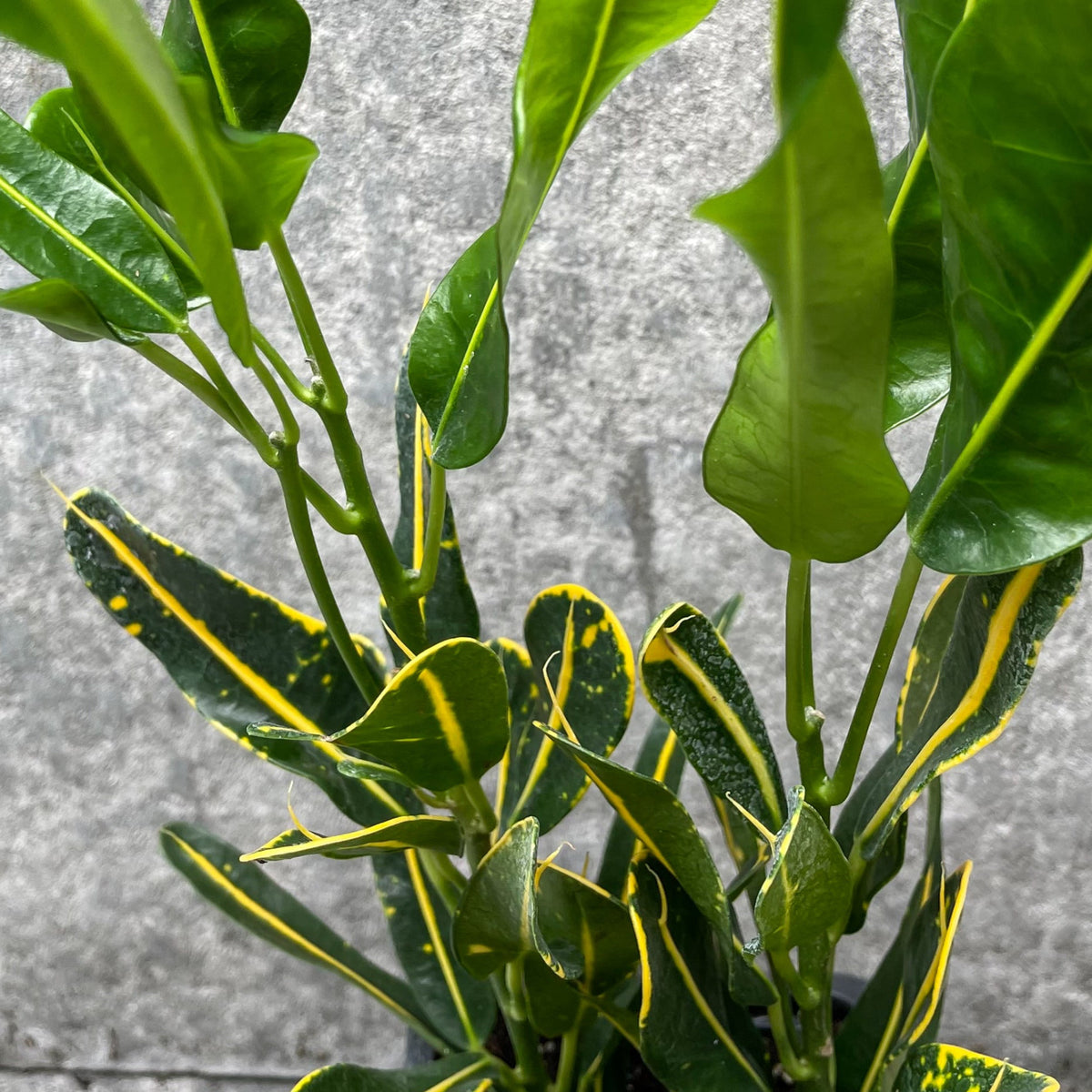 Codiaeum variegatum 'Sunny Star' 3
