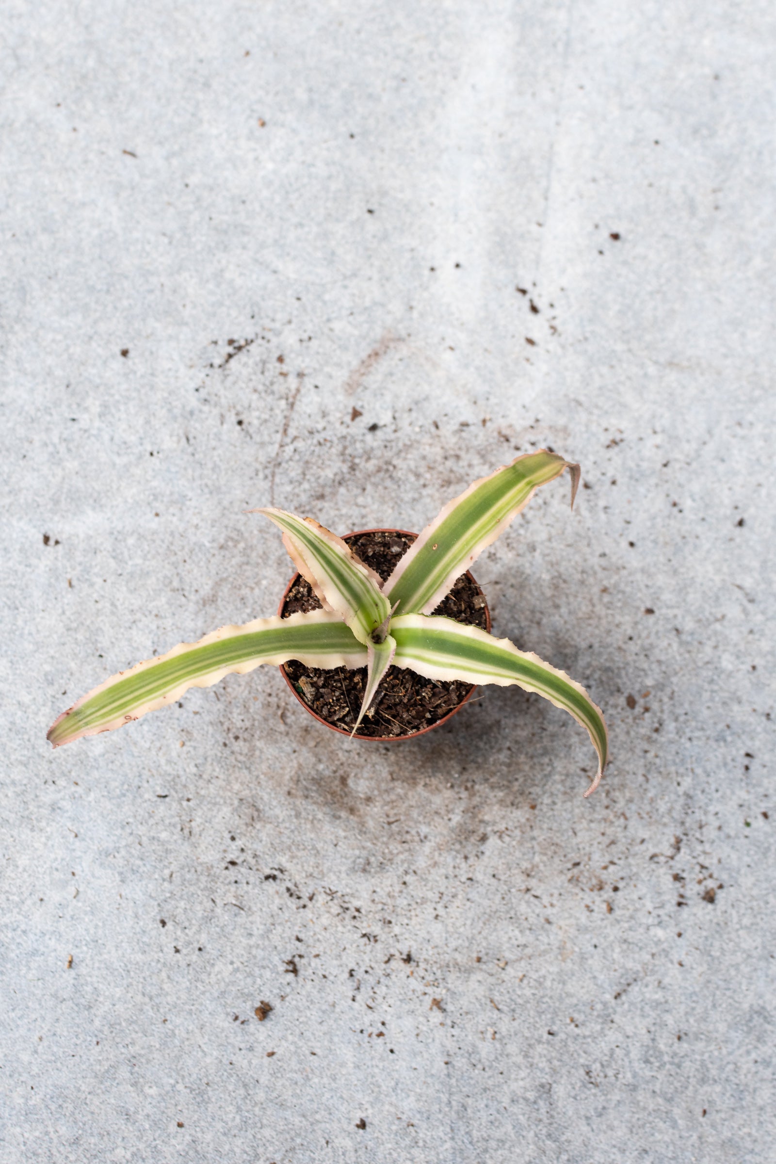 Young Cryptanthus plant viewed from above. ©Sprout Home