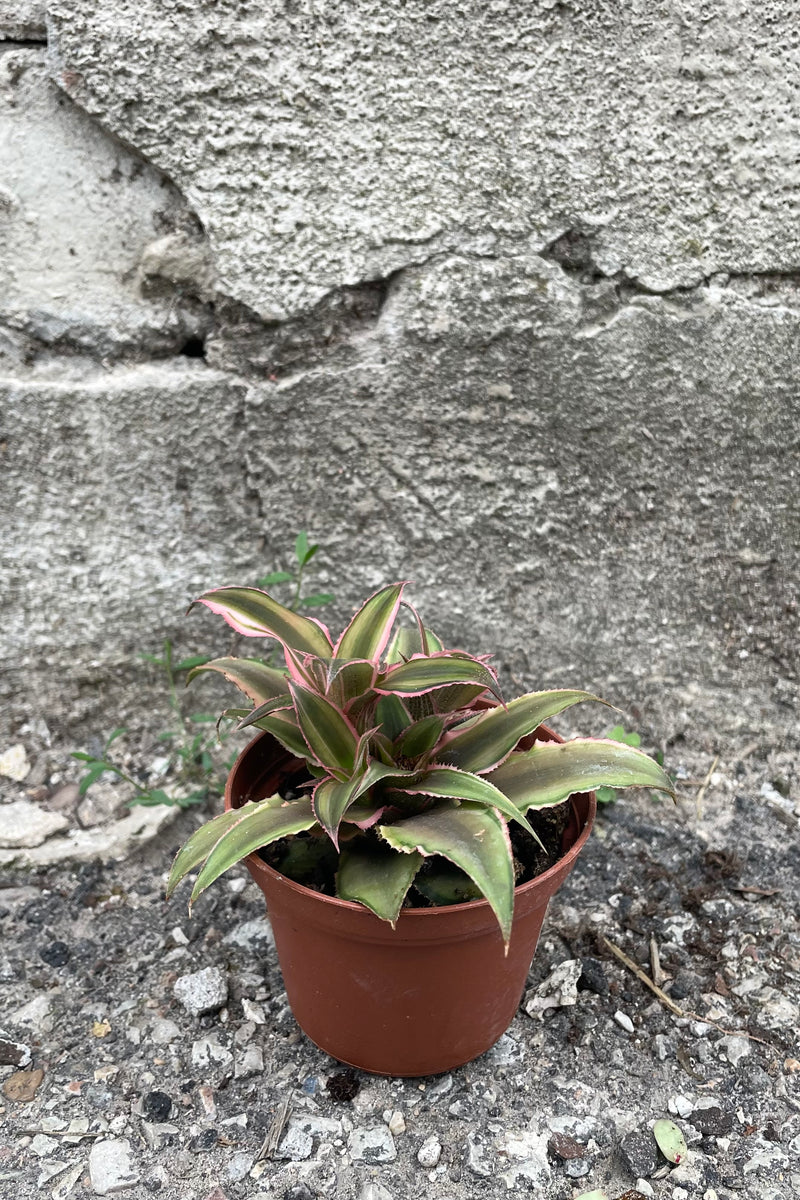 A full-body view of 3" Cryptanthus's green leaves with outlines of pink