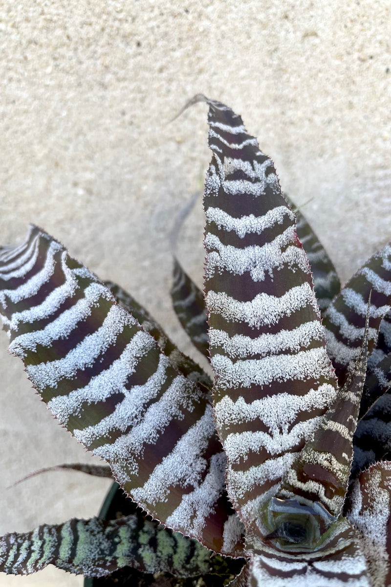 A detailed view of Cryptanthus 'Absolute Zero' 5" against concrete backdrop
