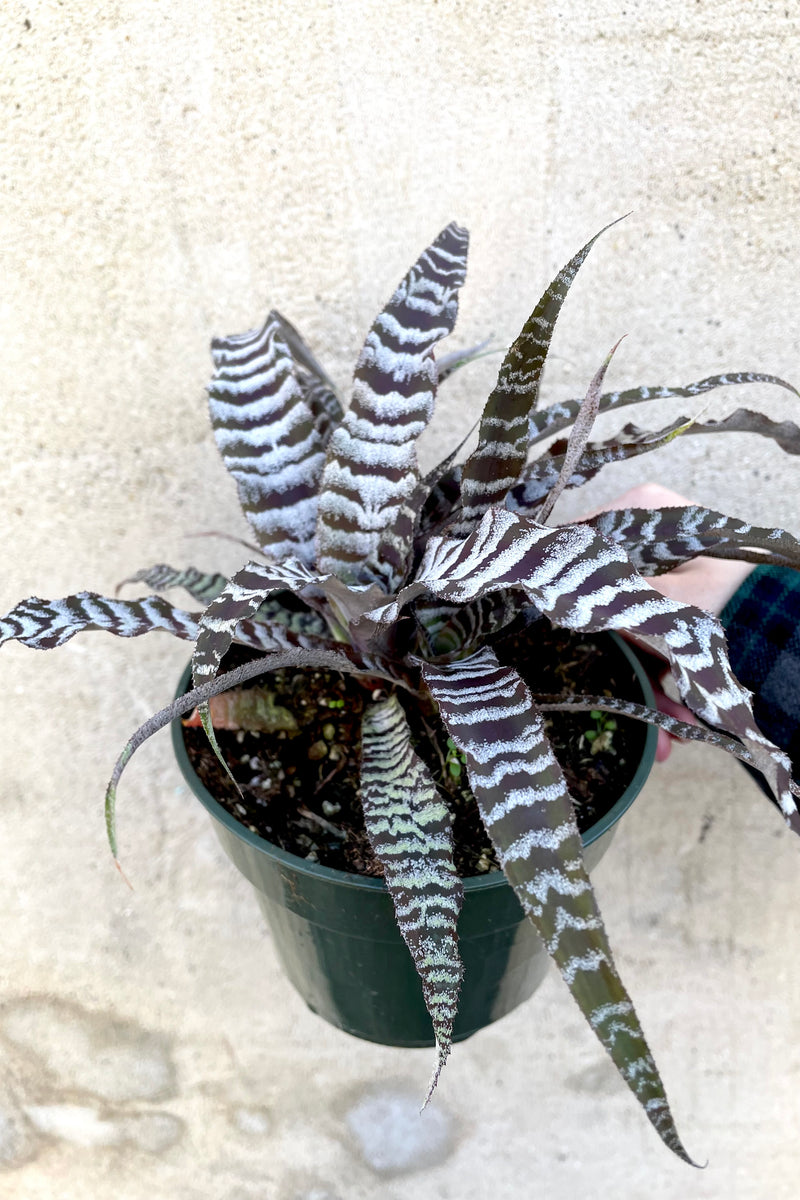 A hand holds Cryptanthus 'Absolute Zero' 5" in a grow pot against a concrete backdrop