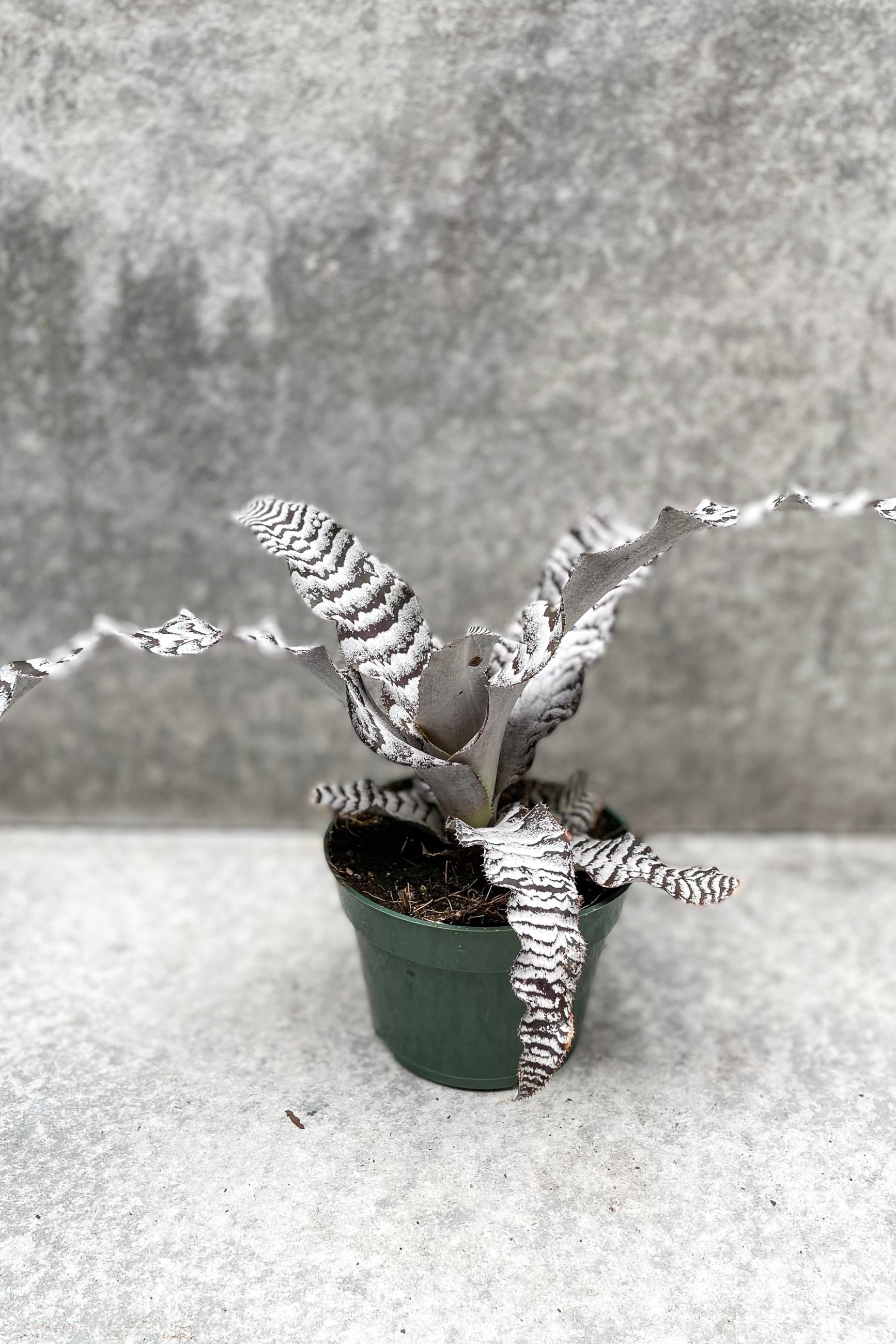 Cryptanthus 'Black Mystic' in grow pot in front of grey background ©Sprout Home