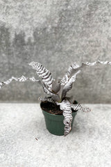 Cryptanthus 'Black Mystic' in grow pot in front of grey background
