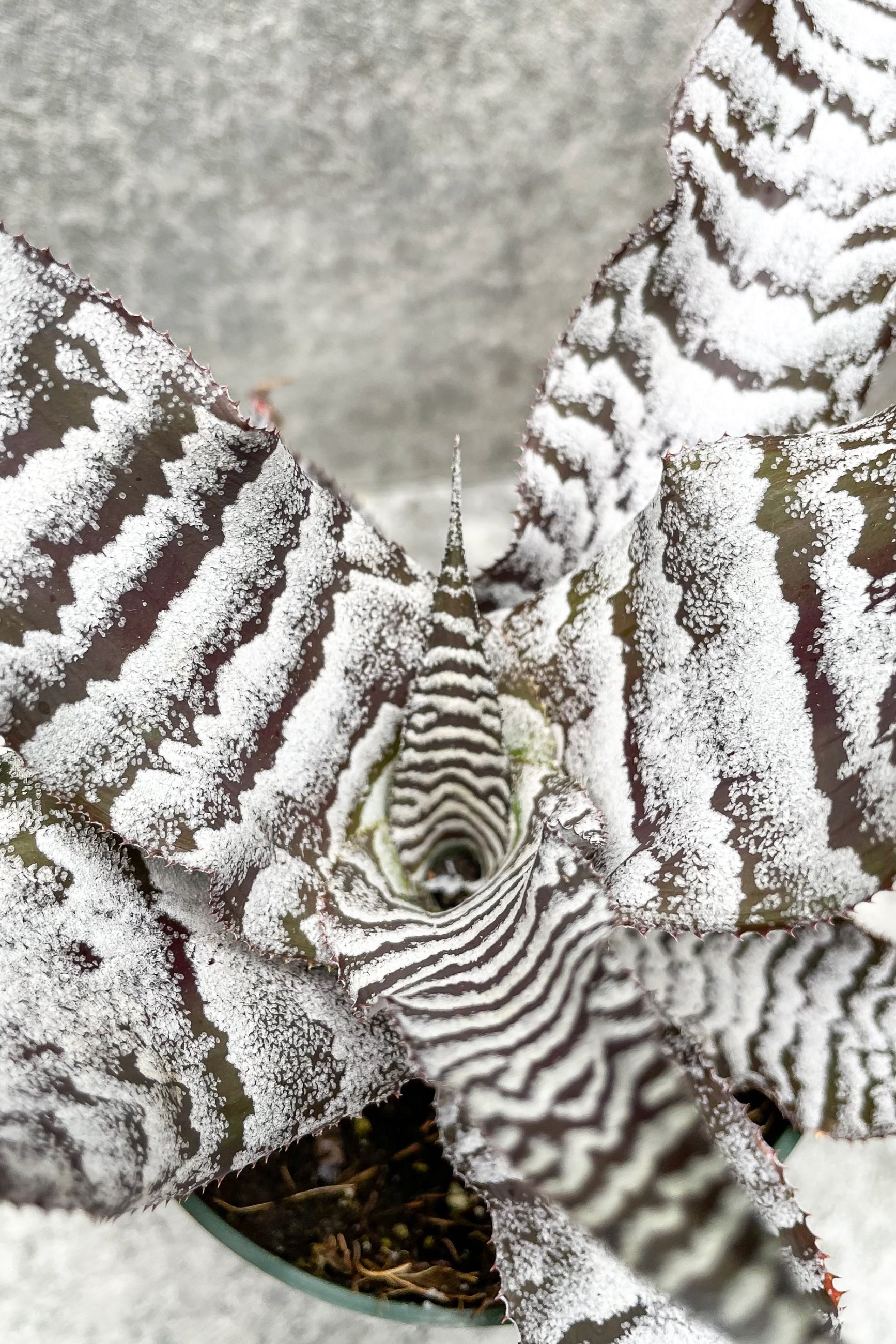 Close up of Cryptanthus 'Black Mystic' ©Sprout Home
