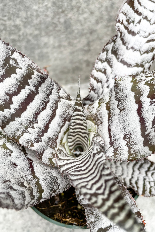 Close up of Cryptanthus 'Black Mystic'