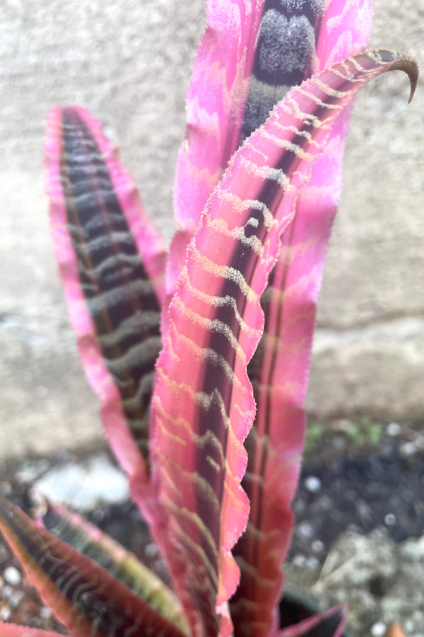 A detailed view of the Cryptanthus 'Elaine' 5" against a concrete backdrop