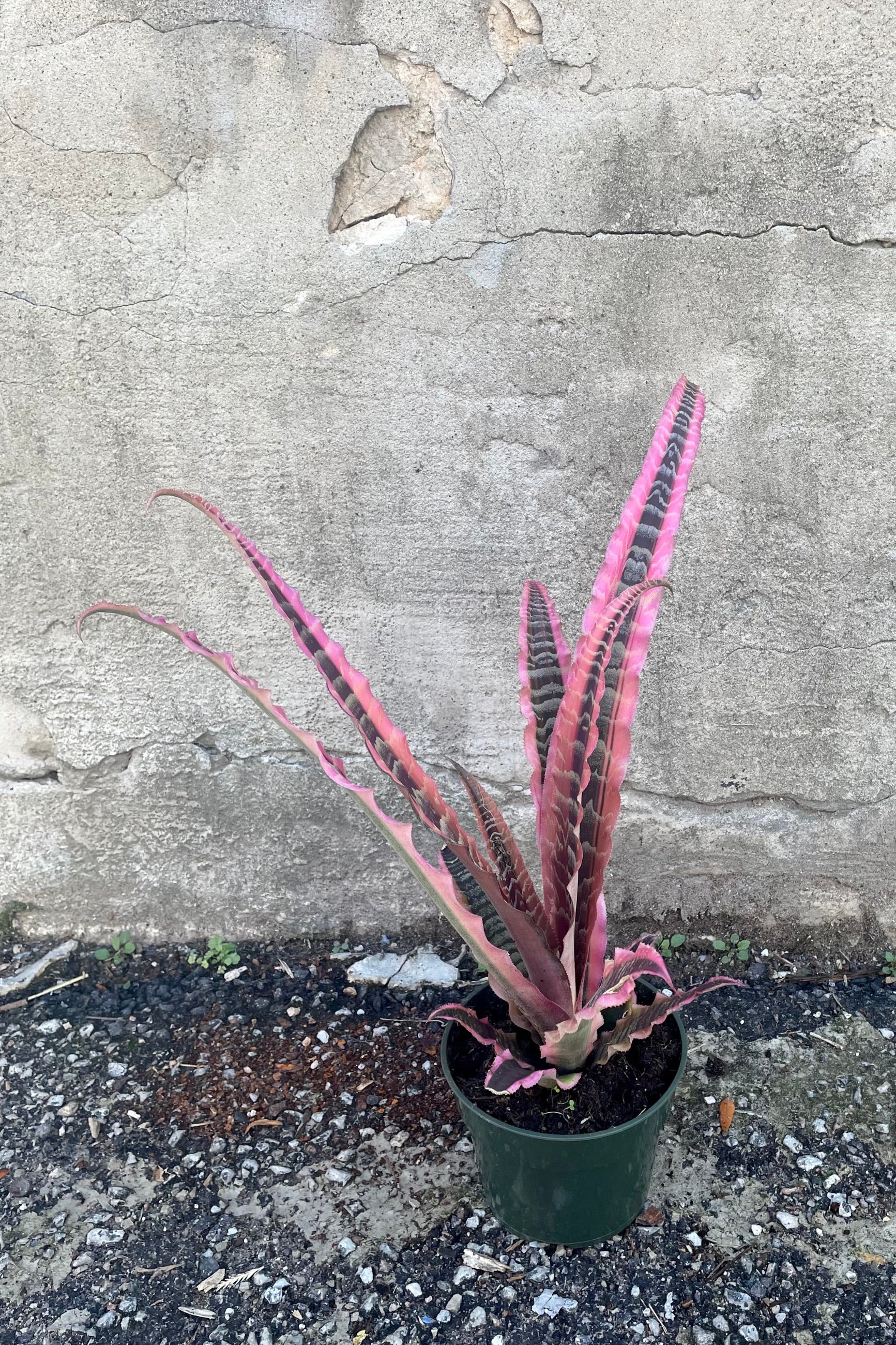 A full view of the Cryptanthus 'Elaine' 5" in a grow pot against a concrete backdrop ©Sprout Home