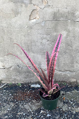 A full view of the Cryptanthus 'Elaine' 5" in a grow pot against a concrete backdrop
