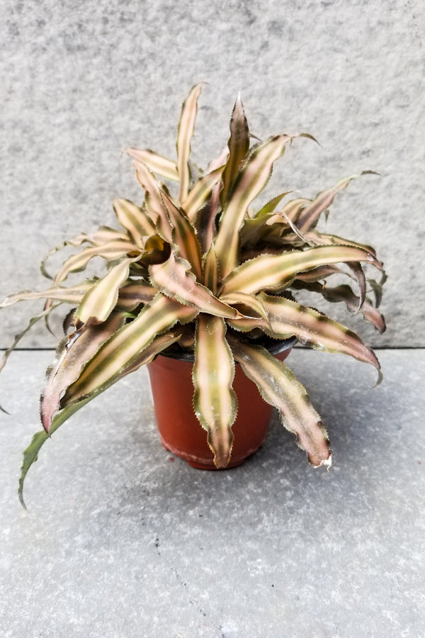 Cryptanthus "Earth Star" 4"