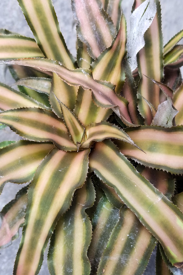 Cryptanthus "Earth Star" 4"