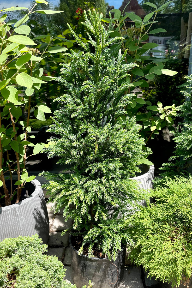 #3 pot of Cryptomeria 'Black Dragon' in mid June surrounded by other plant material in the yard at Sprout Home.