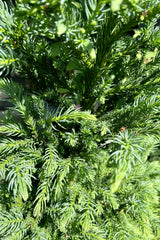 Cryptomeria japonica 'Black Dragon' close up showing the green blue needled foliage in mid June at Sprout Home.