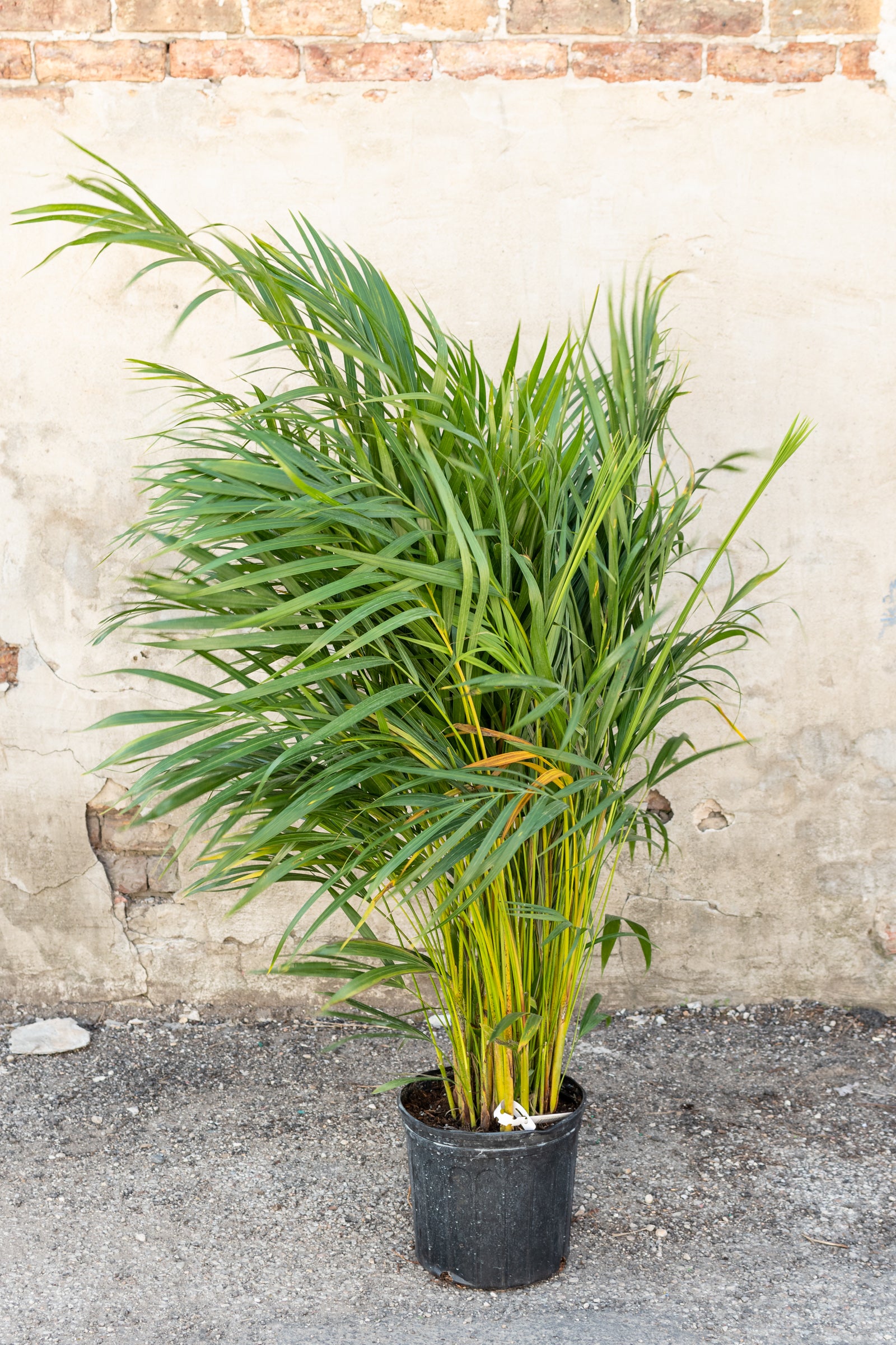 Areca palm plant against a neutral wall in a 10 inch growers pot.