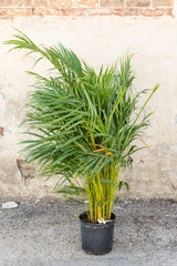 Areca palm plant against a neutral wall in a 10 inch growers pot.