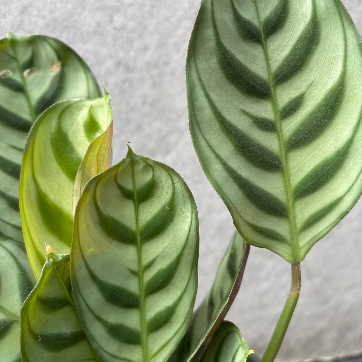 Ctenanthe Burle Marxii