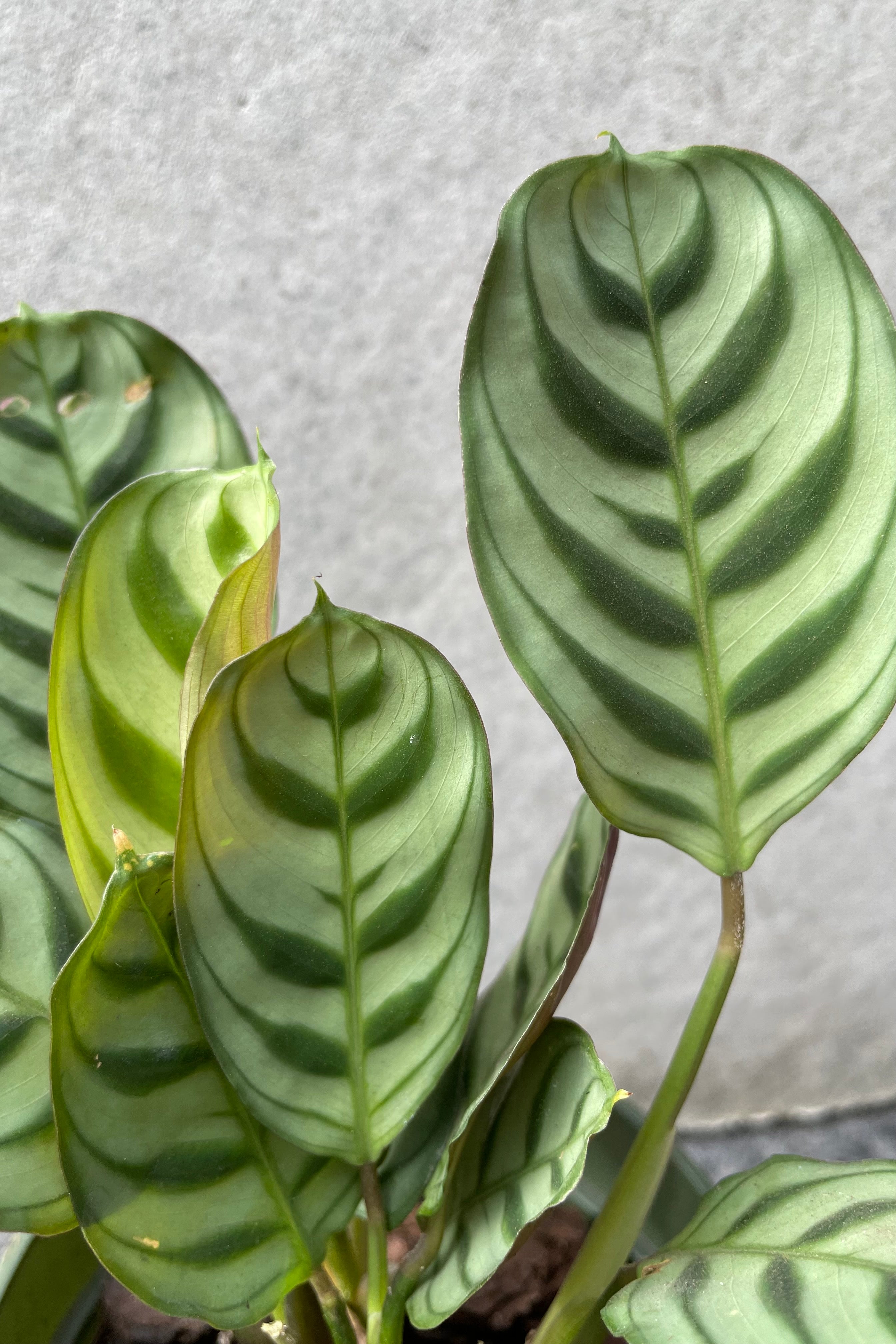 Close up of Ctenanthe burle-marxii leaves