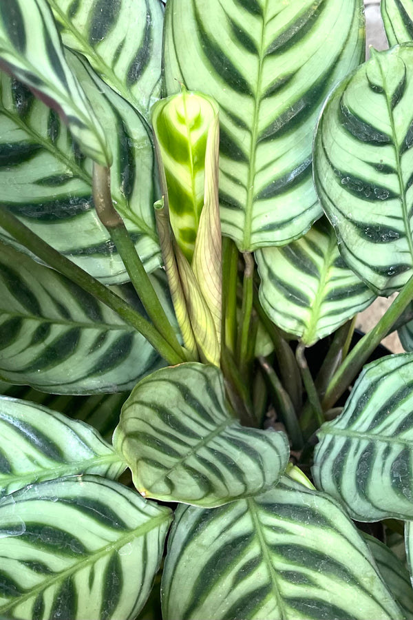 A detailed view of Ctenanthe burle-marxii 6" 