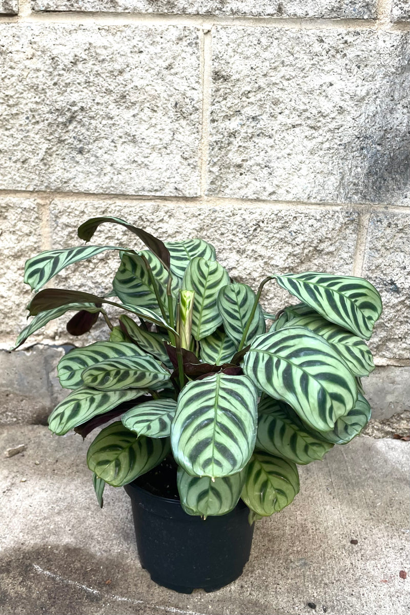 A full view of Ctenanthe burle-marxii 6" in grow pot against concrete backdrop